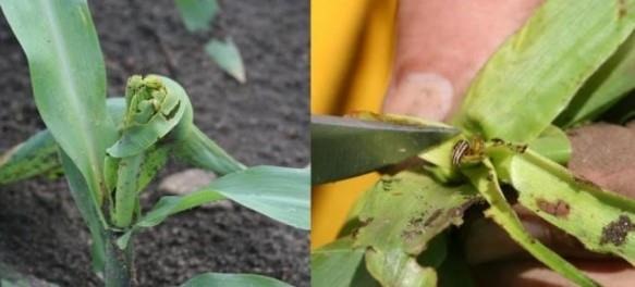 Stalk Borers are on the Move Across Iowa